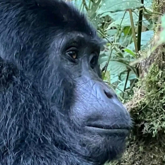 GORILLA TREKKING IN UGANDA