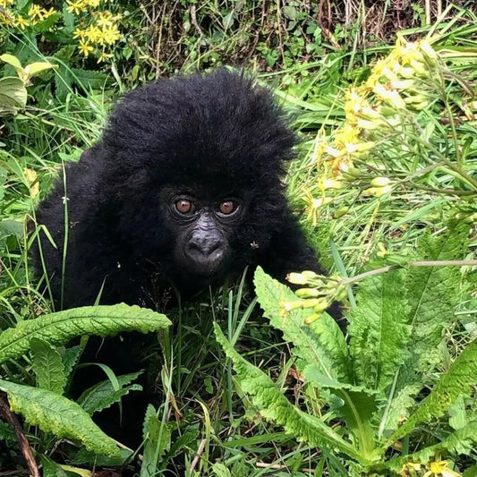 A GUIDE TO VISITING VIRUNGA NATIONAL PARK