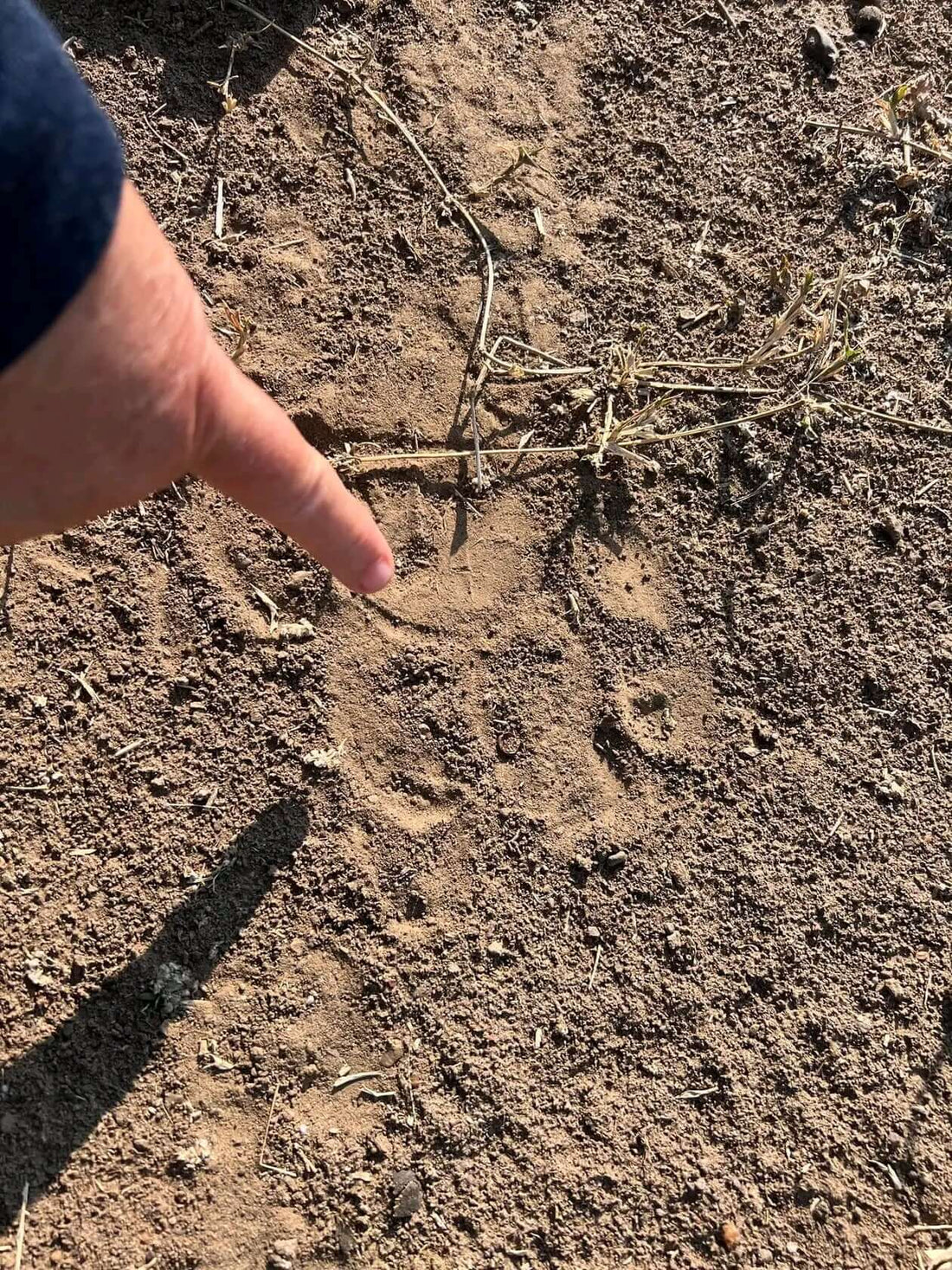 TACTICAL LION TRACKING IN EAST AFRICA