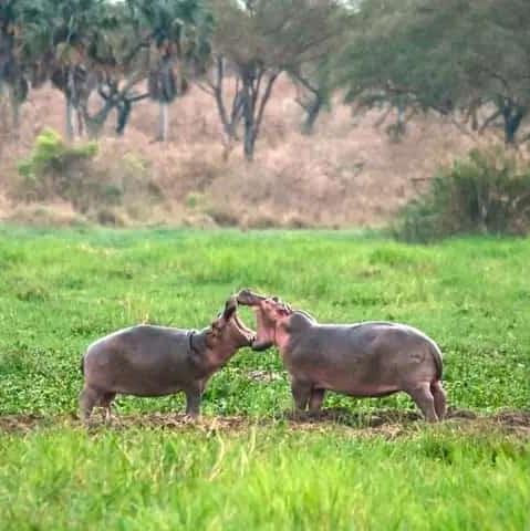 1 DAY LAKE MBURO NATIONAL PARK-Safari