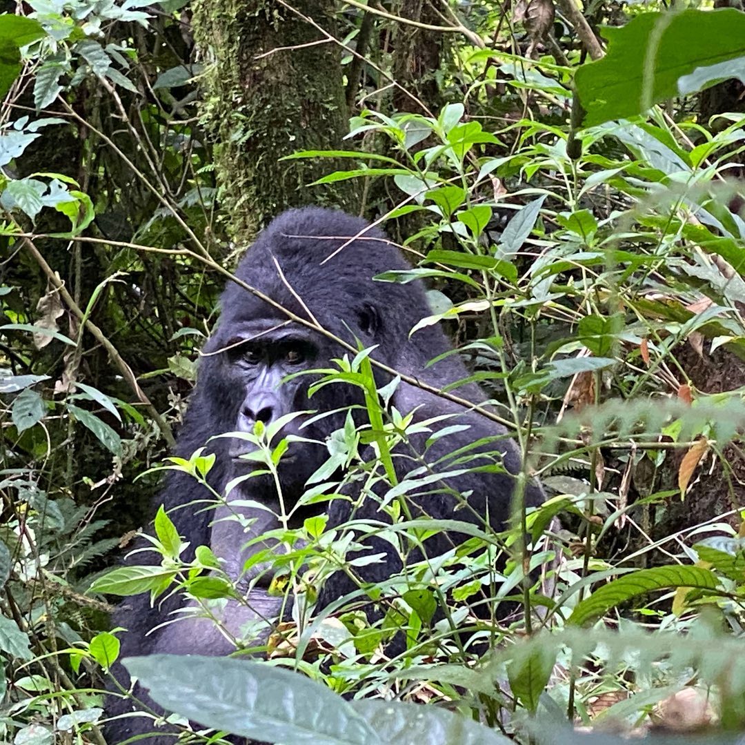 3 Day Bwindi Impenetrable National Park Gorilla Trekking