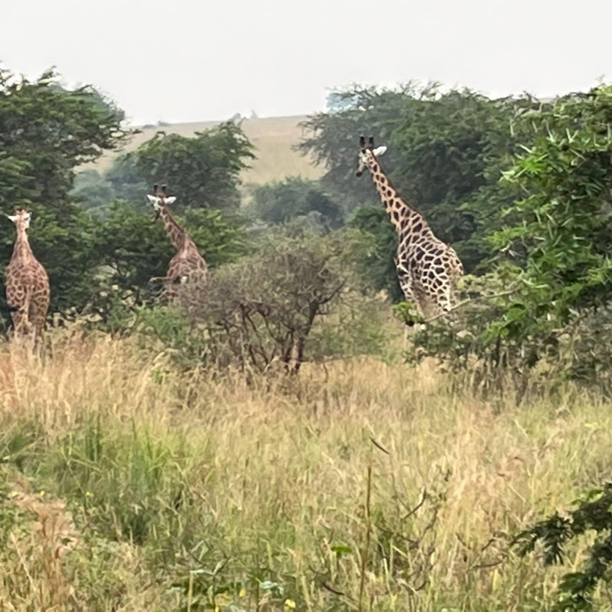 3 Days, 2 Nights Kidepo Valley National Park Tour Package