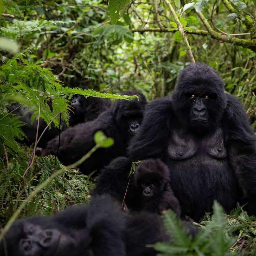 9 Days Wild Gorilla Trekking in Uganda