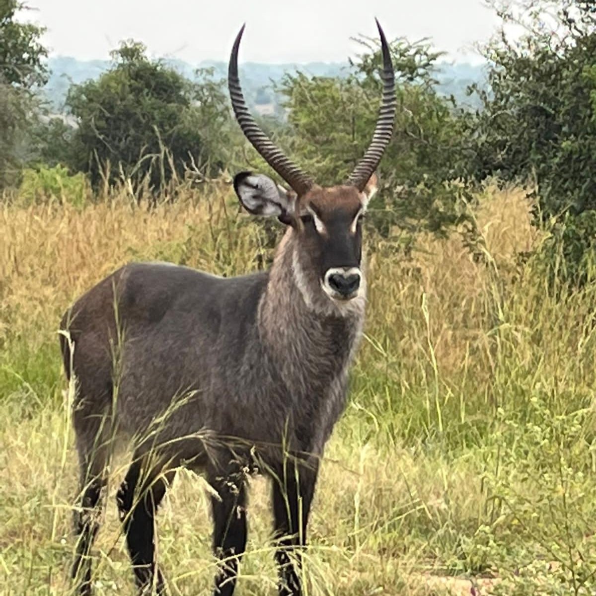 8-tägige Abenteuersafari durch Norduganda. 