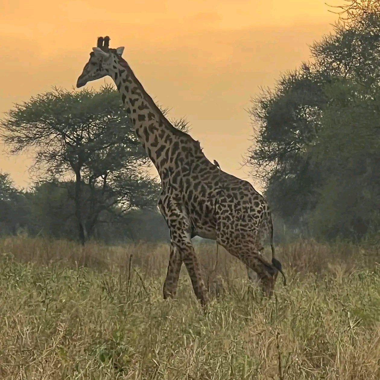 3Days Lake Mburo National park Safari