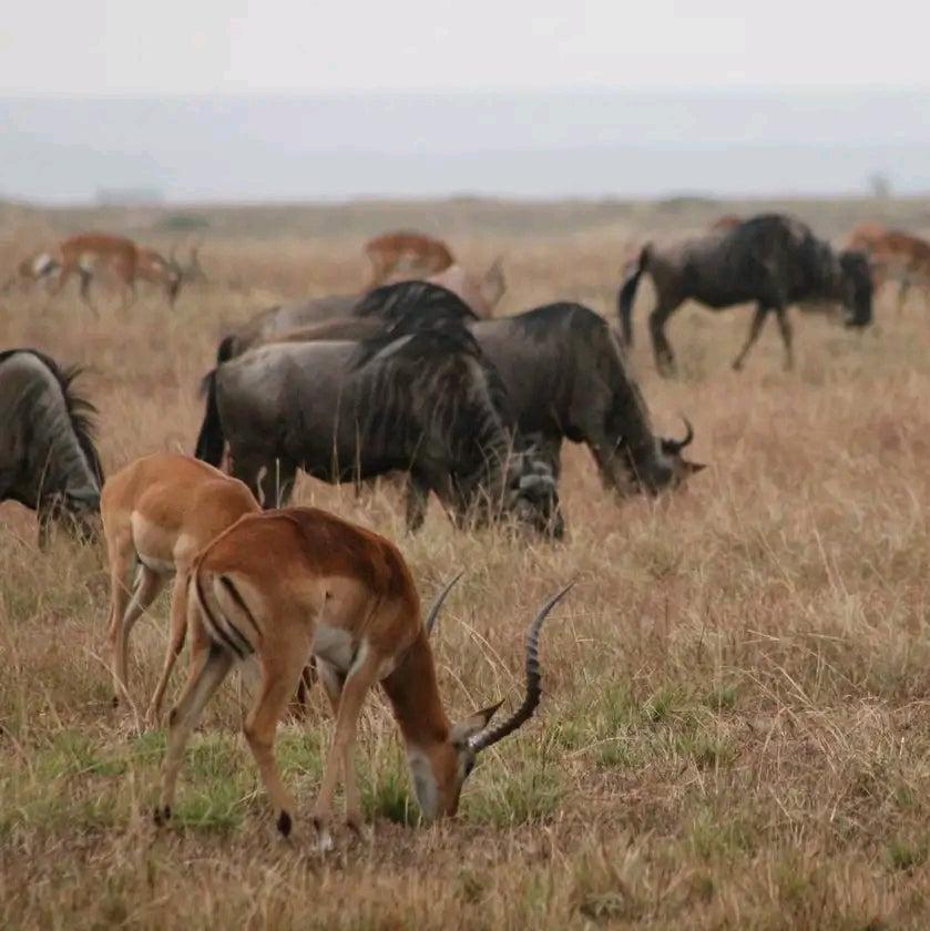 3Days Kidepo valley National park Fly-in safari.