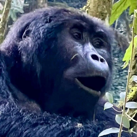 Safari de 5 días de gorilas de montaña y gorilas de las tierras bajas del este del Congo