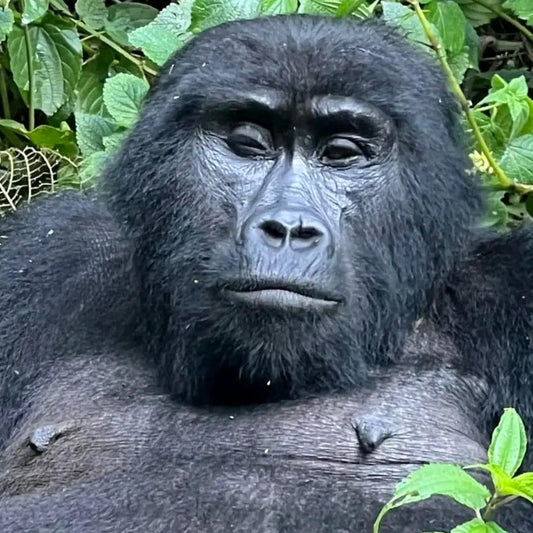 Safari de gorilas en el Parque Nacional de los Volcanes de 3 días en Ruanda