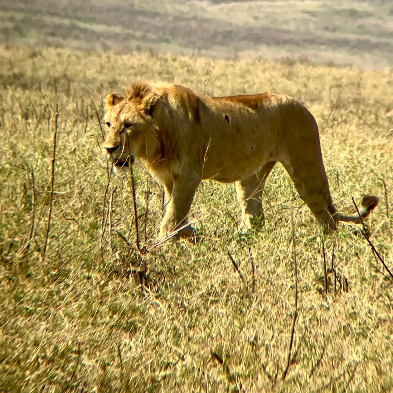 4 Days, 3 Nights Queen Elizabeth and Bwindi NP Safari Adventure.