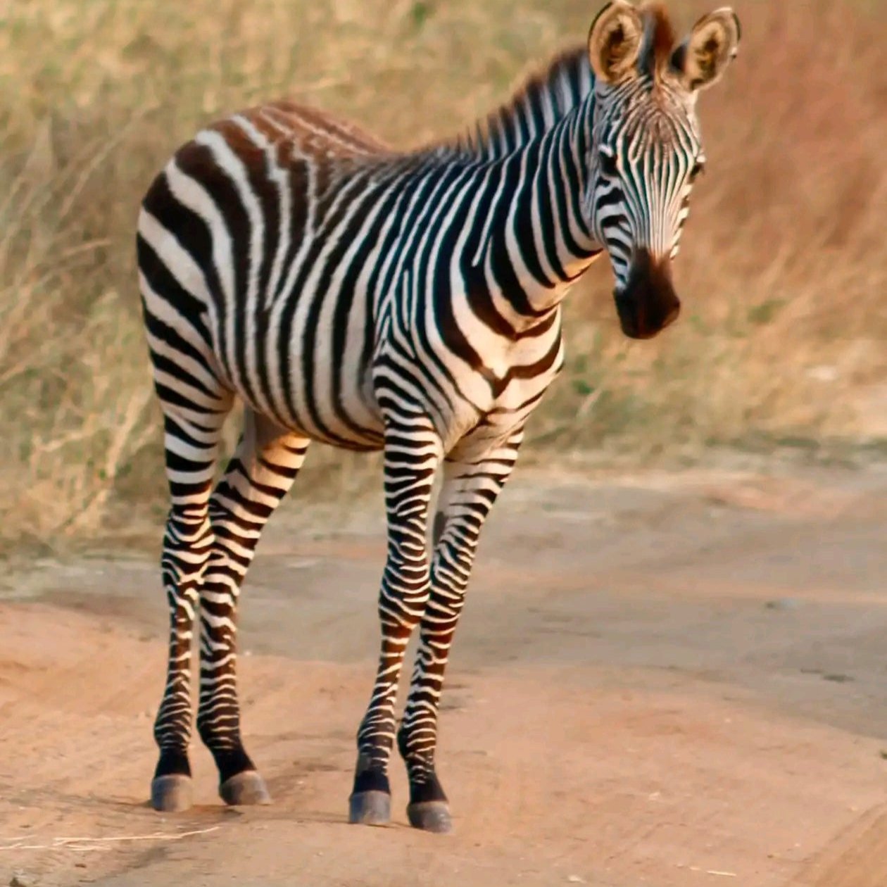 3Days Lake Mburo National park Safari