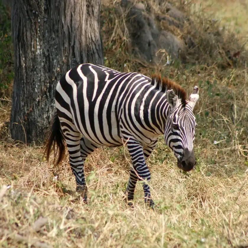 6 DAYS MASAI MARA AND UGANDA SAFARI