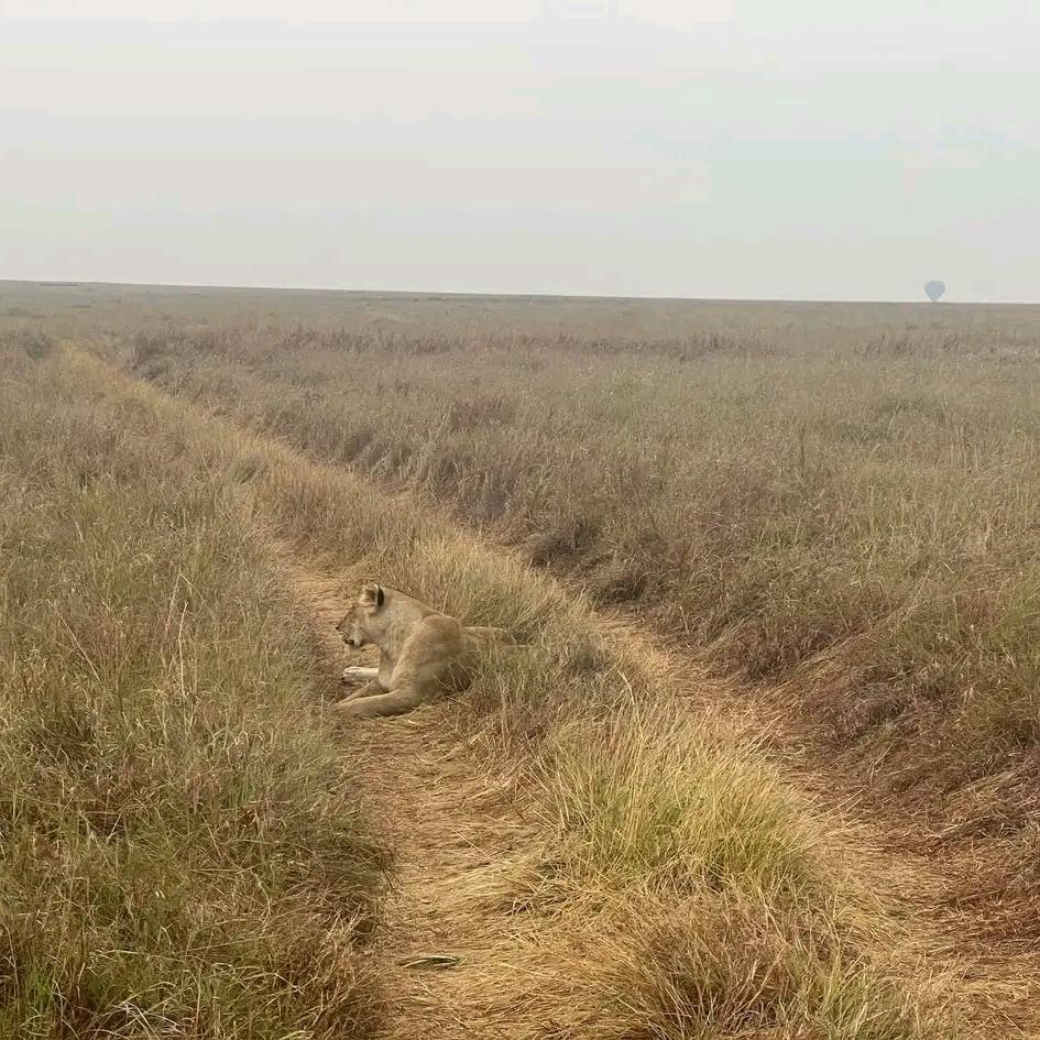 3Days Kidepo valley National park Fly-in safari.