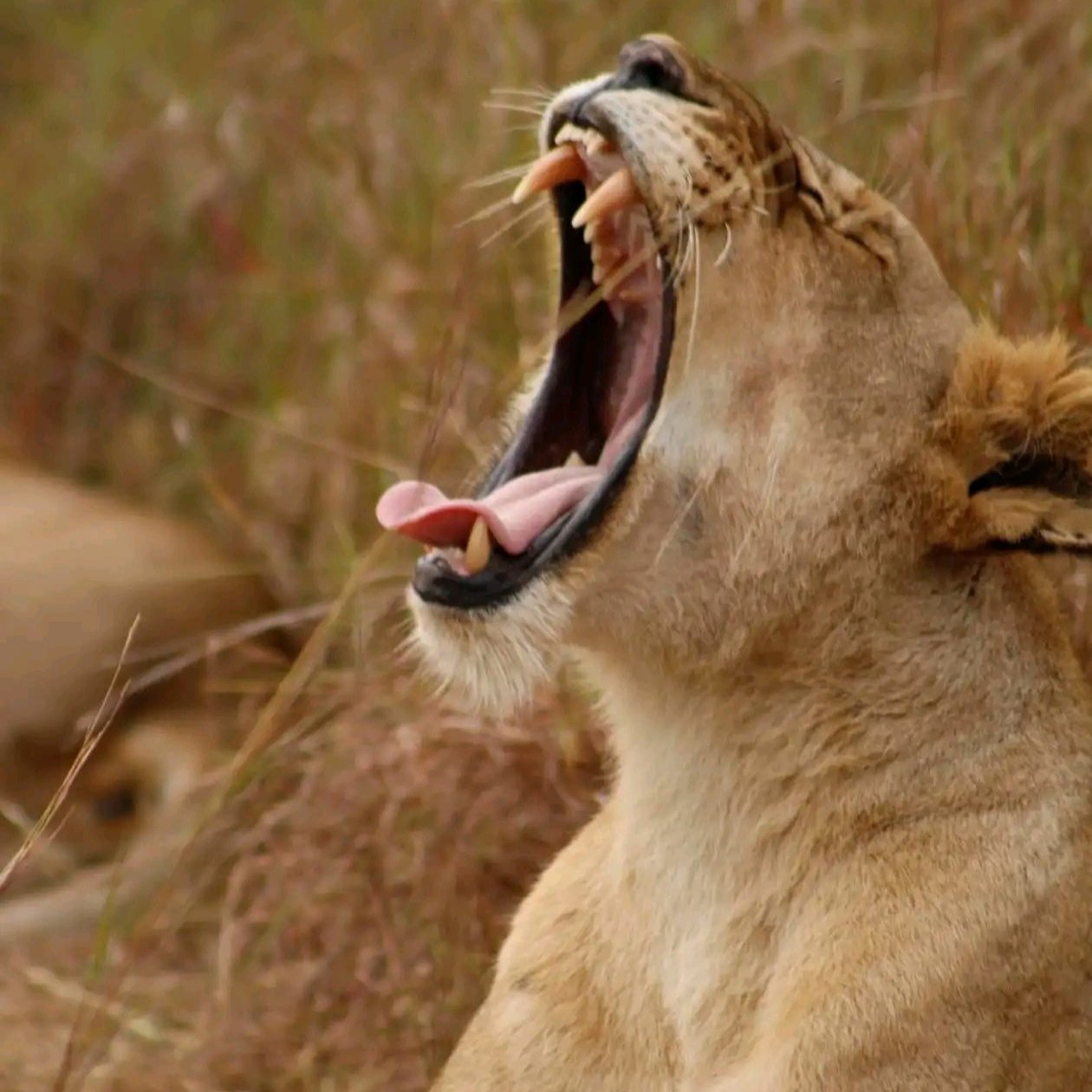 Safari de 10 días por la vida salvaje de Uganda