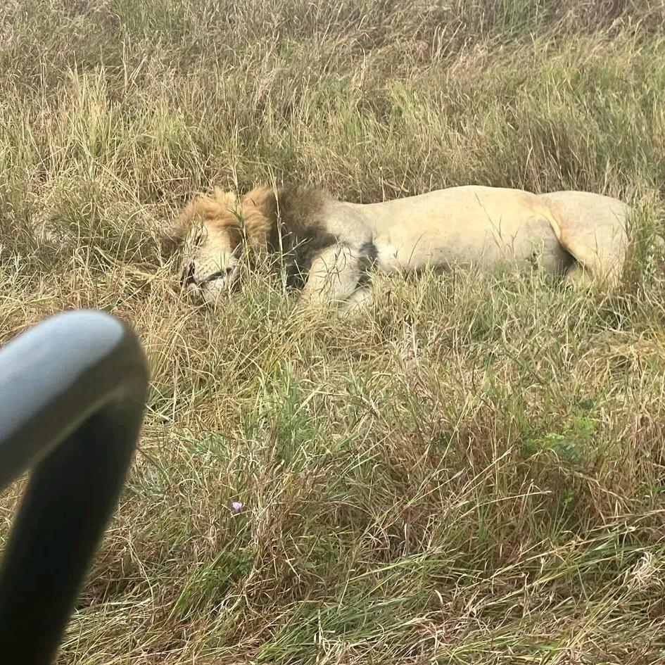 3Days Lake Mburo National park Safari