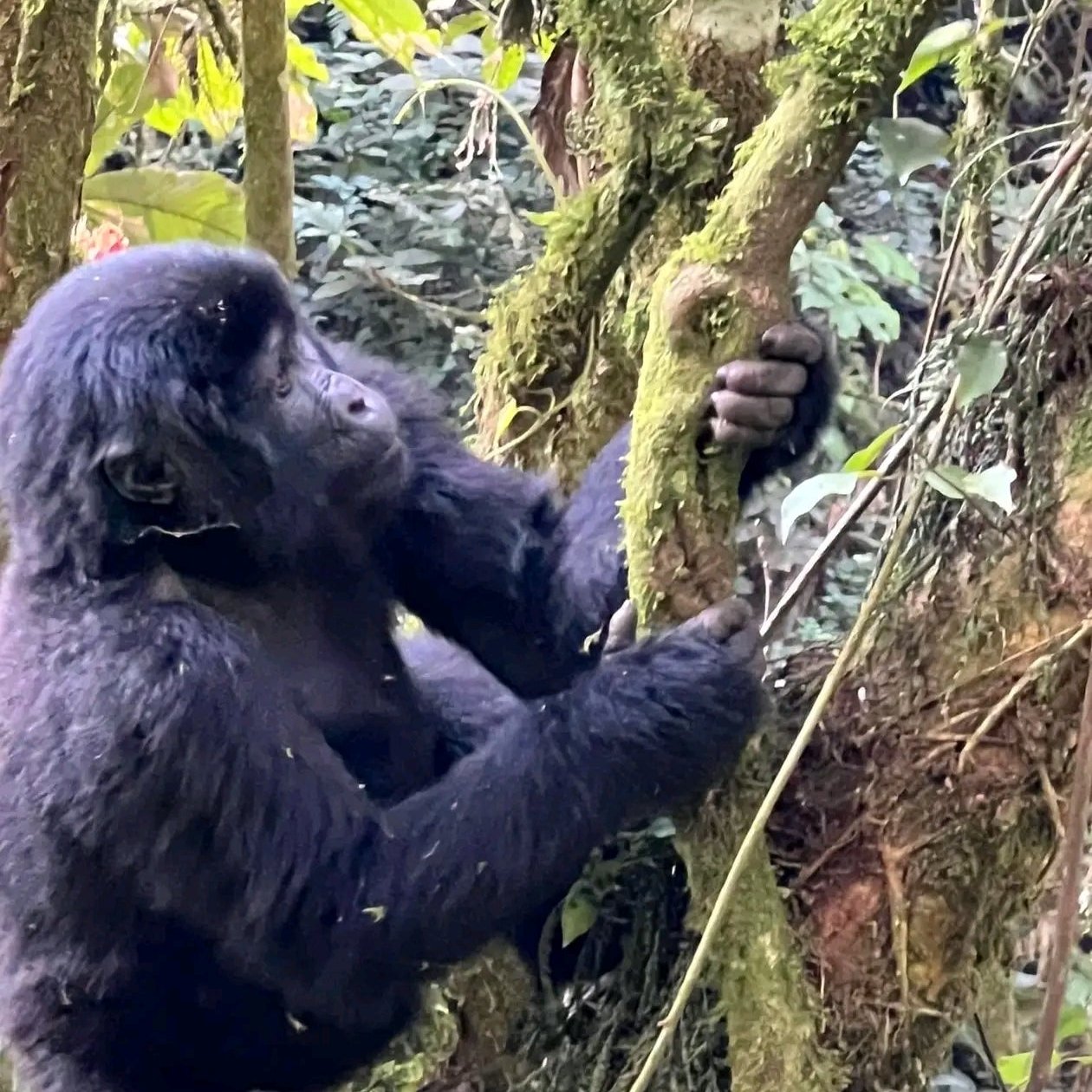 3 Day Bwindi Impenetrable National Park Gorilla Trekking