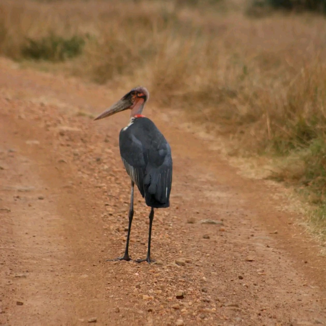 5 Days, 4 Nights Safari: Kampala – Queen Elizabeth, Kazinga Channel, Bwindi Impenetrable National Parks.