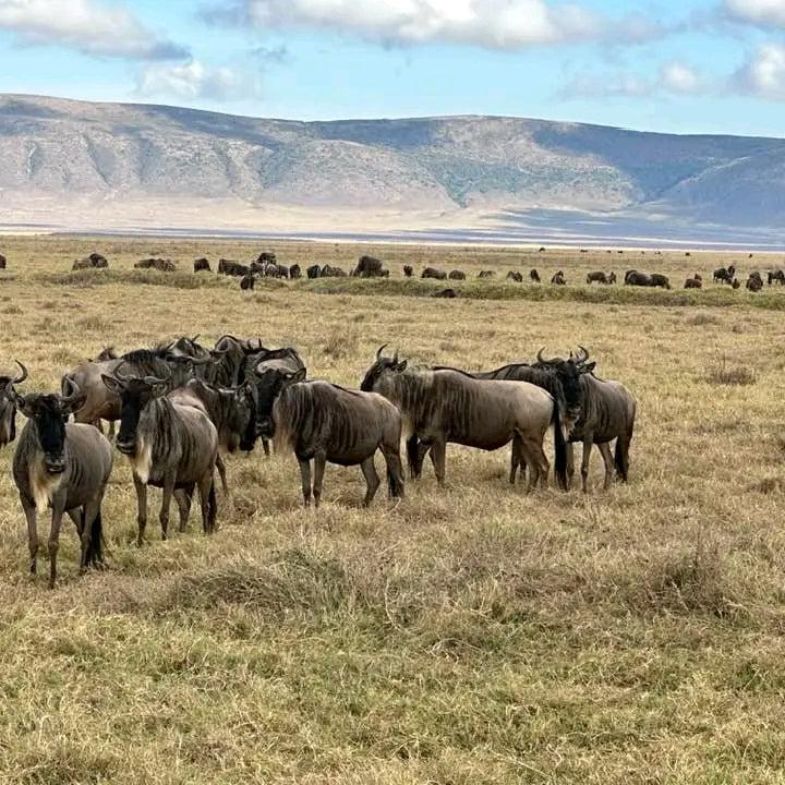 3 days Ngorongoro Tour