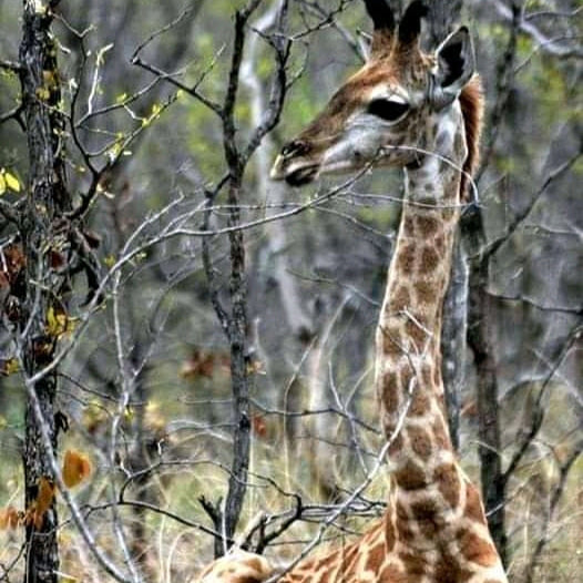 3Days Kidepo valley National park Fly-in safari.