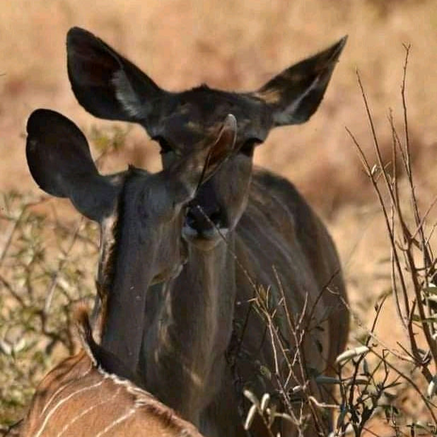 Safari de 4 días por el gorila de Mgahinga y el parque nacional del lago Mburo