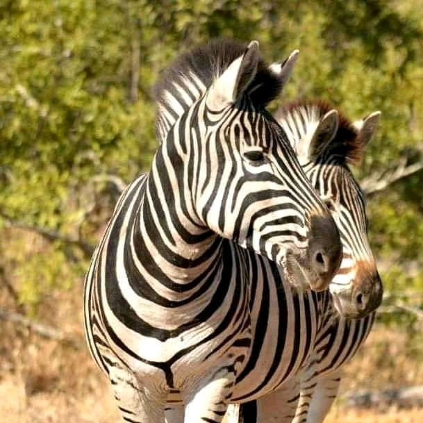 1 DAY LAKE MBURO NATIONAL PARK-Safari