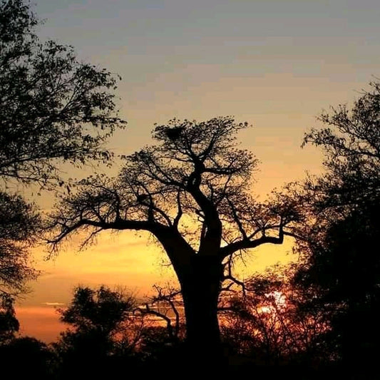 SAFARI DE 5 DÍAS EN RUANDA Y NGORONGORO