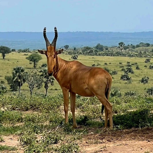 2-Day Epic Murchison Falls National Park Safari