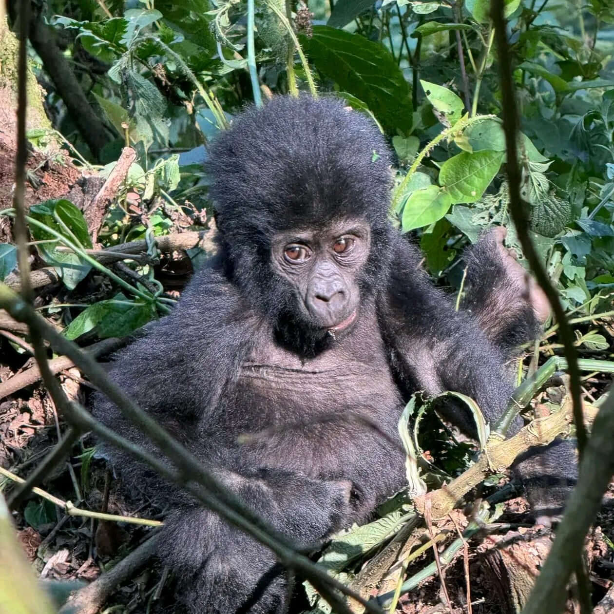 15-Days Kilimanjaro &Uganda Gorilla Safari Adventure