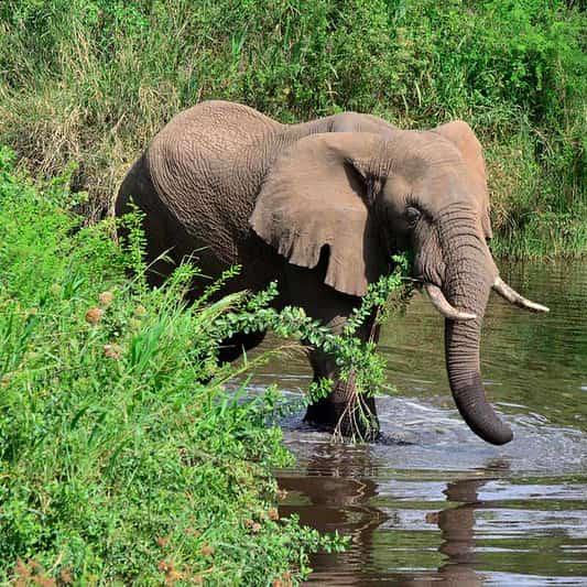 Safari de 4 días por el gorila de Mgahinga y el parque nacional del lago Mburo