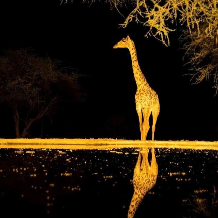 Safari de 4 días por el gorila de Mgahinga y el parque nacional del lago Mburo