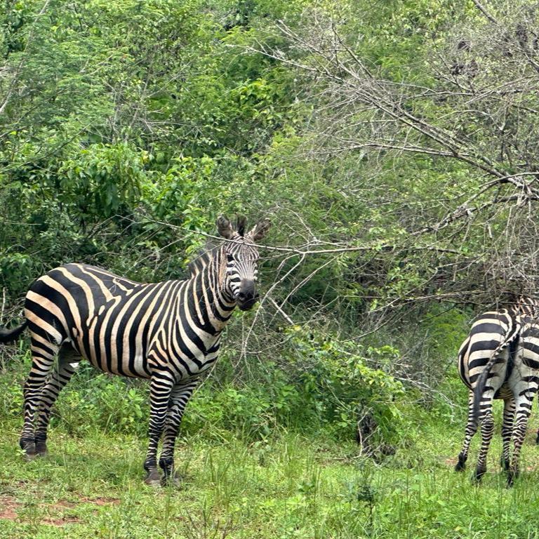 Safari de 4 días por el gorila de Mgahinga y el parque nacional del lago Mburo