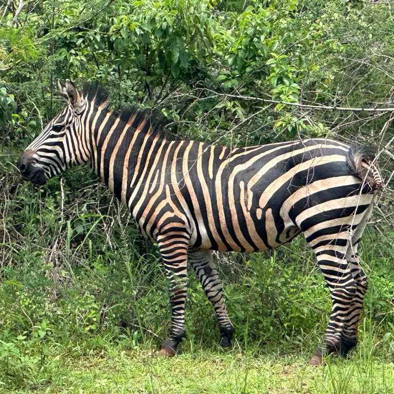 Safari de 4 días por el gorila de Mgahinga y el parque nacional del lago Mburo