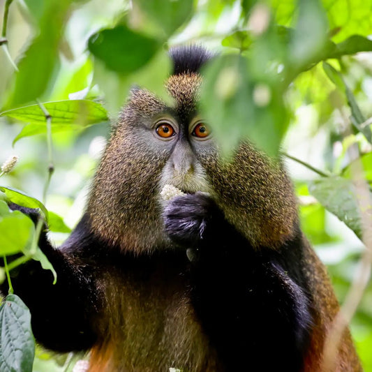 Safari de 5 días para ver gorilas de montaña y monos dorados en el Parque Nacional Mgahinga