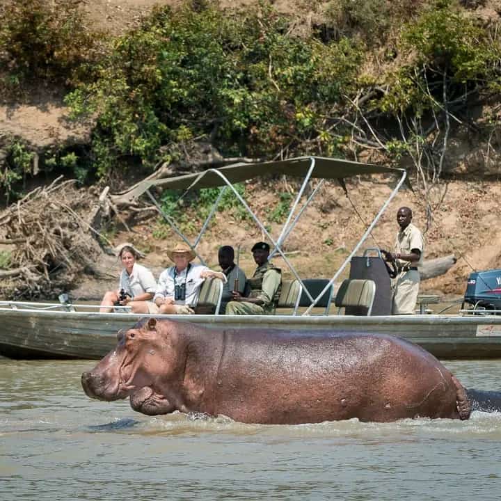 4 Days, 3 Nights Queen Elizabeth and Bwindi NP Safari Adventure.