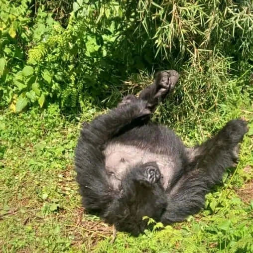 8 Days Gorilla, Big 5 and Chimpanzee Trekking Safari in Uganda