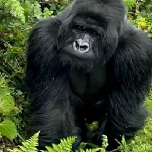 15-Days Kilimanjaro &Uganda Gorilla Safari Adventure