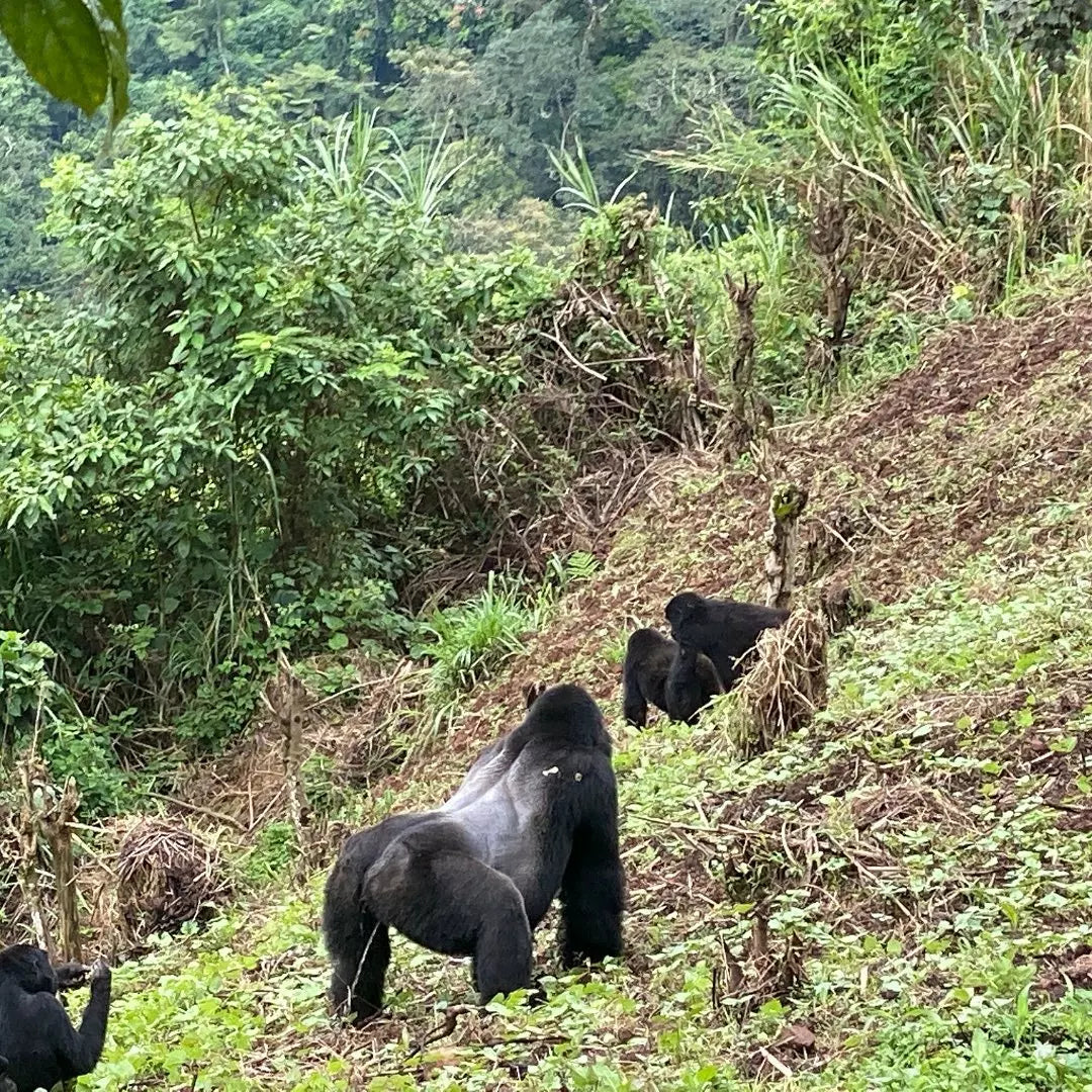 3 Days Volcanoes NP Gorilla Safaris-Rwanda