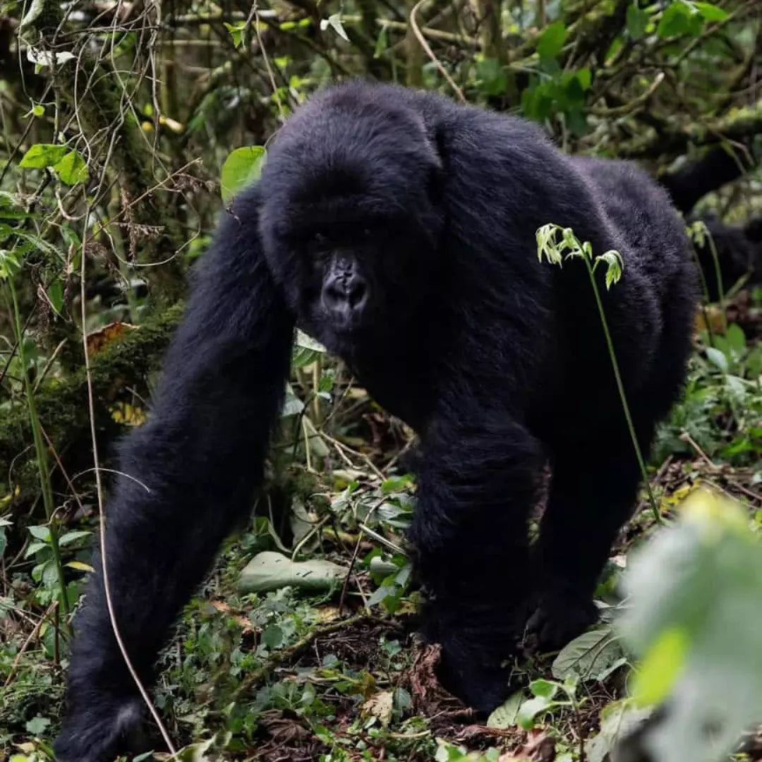 9 Days Wild Gorilla Trekking in Uganda