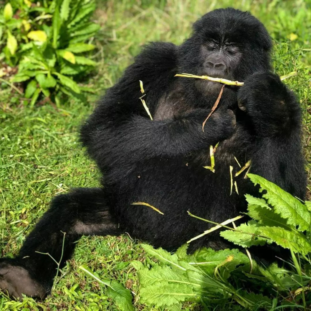 9 Days Wild Gorilla Trekking in Uganda