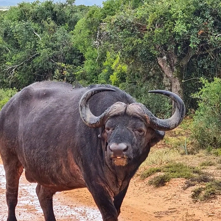 Safari de 5 días de primates y vida salvaje en Uganda