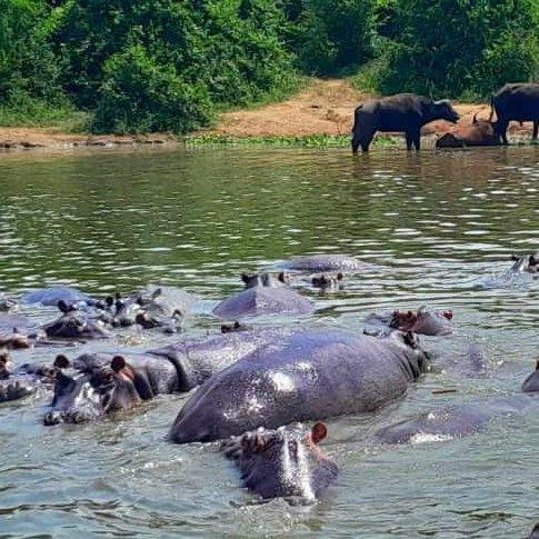 3 Days, 2 Nights Safari: Kampala – Queen Elizabeth National Park, Kazinga Channel