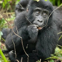 9 Days Wild Gorilla Trekking in Uganda