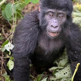 9 Days Wild Gorilla Trekking in Uganda