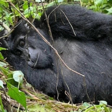 6 Days Rwanda Wildlife and Gorilla Safaris