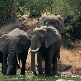 Safari de 5 días de primates y vida salvaje en Uganda