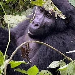 9 Days Wild Gorilla Trekking in Uganda