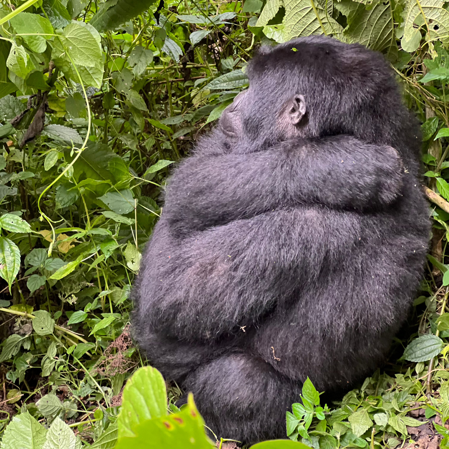 9 Days Wild Gorilla Trekking in Uganda