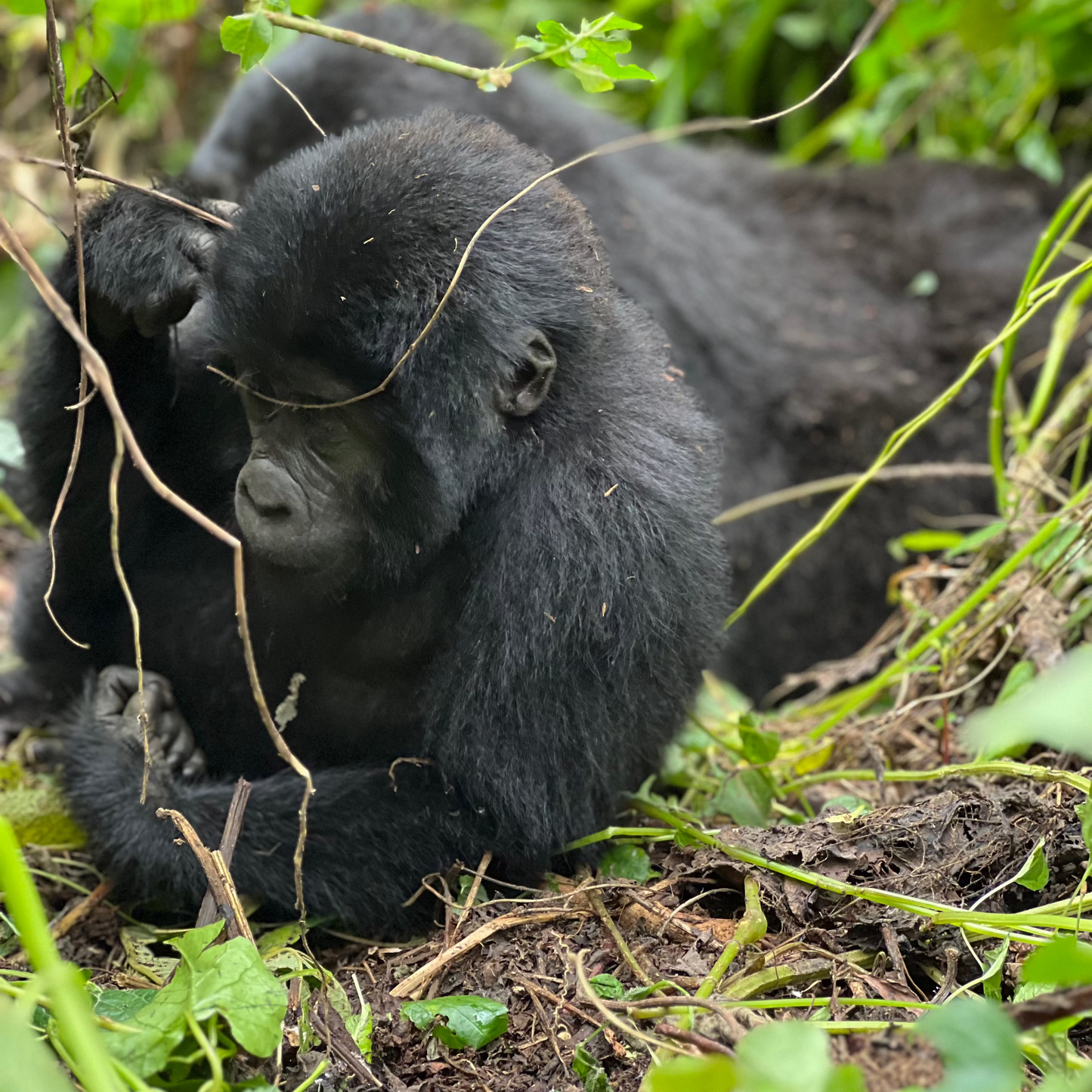 9 Days Wild Gorilla Trekking in Uganda