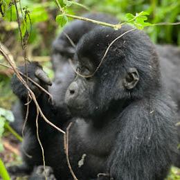 4-tägige Gorilla-Safari: Bwindi Impenetrable National Park und Lake Bunyonyi