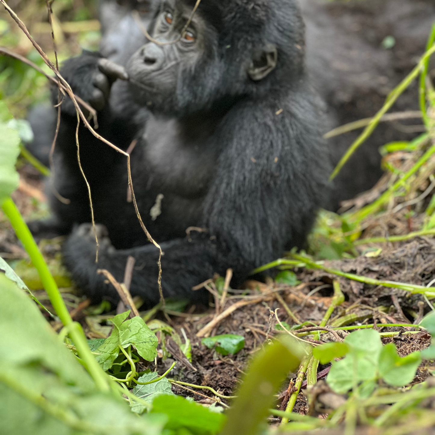 9 Days Wild Gorilla Trekking in Uganda