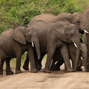 Safari de 5 días de primates y vida salvaje en Uganda